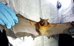 Virus mới ở Trung Quốc có thể lây sang người giống Covid-19, nguy hiểm thế nào?