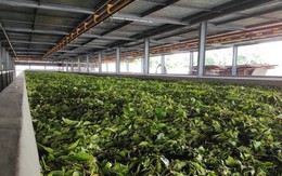 Mua hàng nghìn tấn mỗi tháng, 'vàng trên cây' của Việt Nam có khách VIP từ Đông sang Tây, chinh phục được cả 'ông trùm' thế giới Trung Quốc