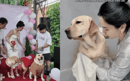 Nữ CEO tổ chức đám cưới cho chó cưng, tự nhận là "mẹ chồng", dành hẳn 1 phòng điều hòa cho "con dâu"