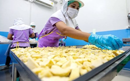 Từng được Trung Quốc săn lùng ‘có bao nhiêu, mua bấy nhiêu’, vì sao xuất khẩu trái cây vua của Việt Nam bất ngờ sụt giảm?  