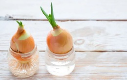 Xôn xao thông tin dùng củ hành tây "hút" virus cúm, bác sĩ nói gì?