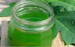 Việt Nam có loại lá tưởng không ăn được, hóa ra lại là vị thuốc “siêu bổ dưỡng”