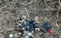 Phát hiện thi thể người phụ nữ trong rẫy mía