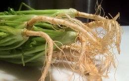 Rễ của 5 loại rau này ai cũng cho là thứ bỏ đi nhưng hóa ra là “báu vật” sức khỏe