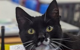 Dân thành phố lập nhóm theo dõi mèo 'hư' chuyên vào quán rượu, sòng bạc