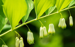 Loại cây Trung Quốc "quý như vàng", dùng làm thuốc chữa bệnh: Việt Nam để mọc hoang