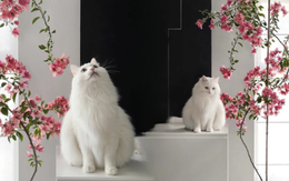 Ngỡ ngàng sự thật: Trồng hoa giấy trong nhà giúp thay đổi vận mệnh, xua đuổi tà ma?