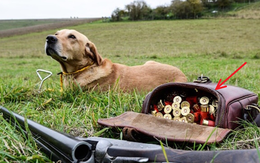 Hi hữu: Chó cưng nổ súng bắn chủ bị thương