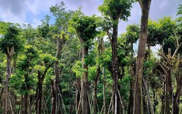 Loại cây phòng hộ rừng của Việt Nam "hội tụ linh khí", được ví như kim cương, người Trung Quốc "săn lùng"