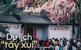 Nhiều người đi du lịch Trung Quốc thường check-in ở những nơi có hoa giấy: Thì ra là có lý do cả