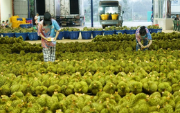 Thêm một đối thủ của sầu riêng Việt Nam và Thái Lan gia nhập Trung Quốc: Sẽ xuất khẩu đông lạnh kể từ cuối năm, phí vận chuyển bằng 1 nửa so với sang Thái Lan  