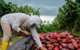 Loại "vàng nâu" của Việt Nam lọt tốp hương vị ngon nhất thế giới: Vươn tới giấc mơ "thủ phủ" châu Á