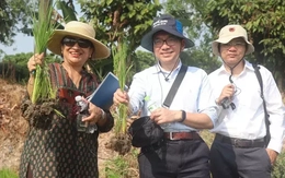 Ngân hàng Thế giới cam kết tiếp tục hỗ trợ Đề án 1 triệu ha lúa