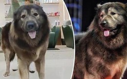 Chú chó 8 tháng tuổi giá 145 tỷ đồng, đại gia vẫn xuống tiền mua