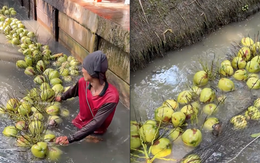 Người đàn ông tay không mang về hàng trăm quả dừa chỉ trong thời gian ngắn, netizen trầm trồ vì cách làm quá thông minh
