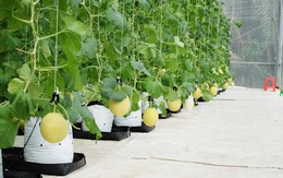 Việt Nam được kỳ vọng Top 1 nông nghiệp bền vững toàn ASEAN, dân cơ khí, mỏ than... khởi nghiệp làm nông kiếm hàng chục tỷ