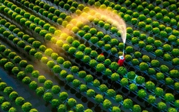 Lĩnh vực chục tỷ đô của Việt Nam "cất cánh" mạnh mẽ: Khả năng dẫn đầu ASEAN, thế giới đang đua làm