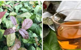 Cách nhận biết cây xạ đen thật - cây xạ đen giả