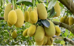 Loại quả thơm phức được ví như "kho chứa sắt" lại bổ tim, chợ Việt có cực nhiều