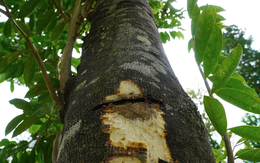 Việt Nam sở hữu loại cây chảy ra “vàng lỏng”, đắt đỏ bậc nhất thế giới: Hóa ra có nhiều công dụng tốt