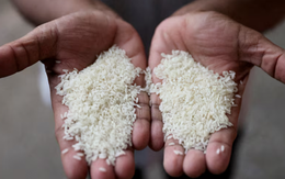Mỹ có thể 'siết gọng kìm' thuế quan với gạo Thái Lan, cuộc chơi chuyển hướng có lợi cho gạo Việt Nam?