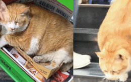 "Cậu cả" tiệm tạp hóa Thái Hà: Chú mèo cam 12kg phủ sóng MXH, danh tiếng còn lan sang cả xứ sở Chùa Vàng