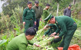 Phát hiện gần 1.000 cây thuốc phiện trong vườn rau cải tại Hà Giang