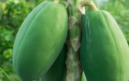 Tác dụng của quả và lá đu đủ với bệnh ung thư