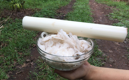 Nhật Bản đánh giá "rau trường thọ", hóa ra là rau quen thuộc ở Việt Nam