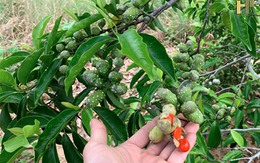 Việt Nam có loại cây được ví đắt như "vàng ròng": Hoá ra là vị thuốc quý đối với sức khỏe