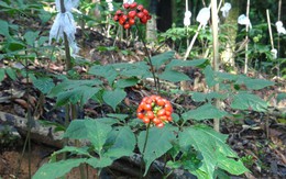 ‘Quốc bảo' chỉ Việt Nam mới có: Đắt đỏ, quý hiếm bậc nhất thế giới, nhắm giấc mơ tỷ đô