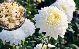 NASA xếp loại cây này vào nhóm lọc không khí vượt trội nhất thế giới: Việt Nam trồng ở nhiều nơi