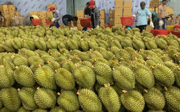 Lào chuẩn bị xuất khẩu sầu riêng sang Trung Quốc: Diện tích trồng so với Việt Nam, Thái Lan ra sao?