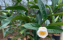 Loài cây từng ‘gây bão’, đắt hơn vàng ròng: Trồng chơi cho đẹp, lại giúp "chữa lành" mẹ thiên nhiên