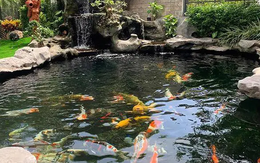 Đàn cá Koi trị giá 2,4 tỷ đồng bất ngờ trúng độc chết, người đàn ông kiện hàng xóm, tòa phán quyết: 1 bên phải đền bù toàn bộ
