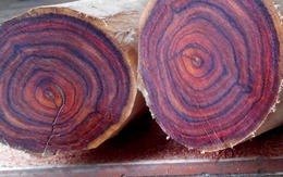 Loại gỗ được ví như "vàng lộ thiên", là báu vật quý hiếm của Việt Nam: Sở hữu "đệ nhất vân gỗ" tuyệt đẹp