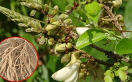 Loài cây mọc dại, cực dễ sống, giờ thành “vàng trong đất”: Vừa giữ rừng, vừa kiếm hàng trăm triệu