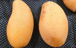 Mua xoài phải biết chọn quả "đực": Thịt dày, hạt mỏng, thơm ngọt – Học ngay vài mẹo này, chọn đâu trúng đó!