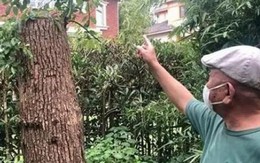 Cắt tỉa cây long não mọc trong vườn nhà, người đàn ông bất ngờ bị khởi kiện, tòa tuyên bố: Phải bồi thường 500 triệu đồng