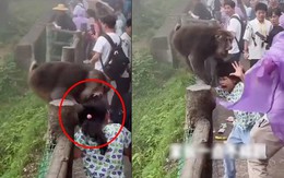 Bé gái bị khỉ túm tóc cắn vào đầu giữa vườn thú nhưng mọi người xung quanh chỉ đứng quay video khiến netizen bức xúc