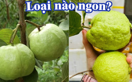 Mua ổi nên chọn quả sần sùi hay trơn nhẵn: 99% người hiểu sai vấn đề