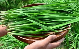 5 loại rau "không cần phun thuốc trừ sâu", nhất là cái số 1