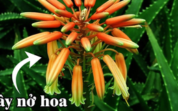 Loại cây ngàn năm không nở hoa, nhưng một khi hoa nở thì gia chủ “trúng số độc đắc”, cuộc đời rực rỡ!