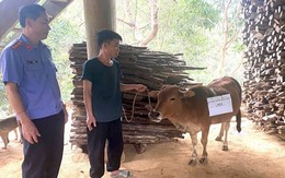 Bỏ gần 8 triệu đồng xét nghiệm ADN để giải quyết tranh chấp con bò trị giá 5 triệu