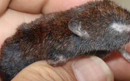 Loài vật quý hiếm lần đầu được phát hiện tại Việt Nam ở độ cao gần 3.000m: Trước đây sống ở Trung Quốc