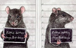 Năm 1522, người ta đã thực sự mở một phiên tòa để xét xử chuột: Chúng bị triệu tập, kết tội, nhưng một luật sư đã cãi cho lũ chuột được trắng án