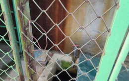 Điều tra vụ bé trai 4 tuổi tử vong trong bể chứa nước trường học