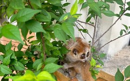 Bất ngờ với 'độ' quý hiếm của con vật nhỏ có thân hình lạ mà thanh niên nhặt được ven đường