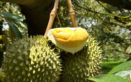 Sầu riêng 'made in China' đến ngày hái quả: Giá đắt gấp đôi so với sầu riêng nhập khẩu, sản lượng năm 2025 ra sao so với Thái Lan, Việt Nam?
