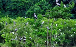 Khu Bảo tồn thiên nhiên Xuân Liên chính thức trở thành Vườn Quốc gia